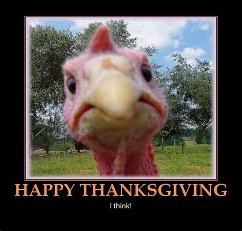 funny pictures of turkeys for thanksgiving|happy thanksgiving funny turkey.